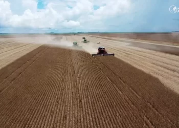Sudeste de Mato Grosso registra maior atraso na soja e no milho