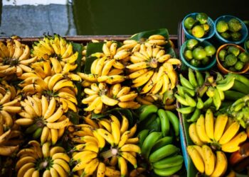 Importação de banana do Equador gera debate sobre impactos no Brasil