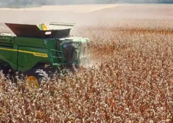 Produção de milho no Brasil sofre pressão de custos em meio a cenário geopolítico