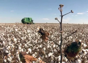 Estiagem em Mato Grosso ameaça produtividade do algodão e acende alerta no campo