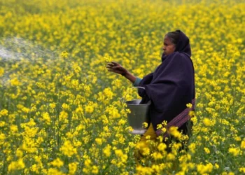 Exportação de fertilizantes da Indonésia mira Brasil e outros países em meio à demanda global