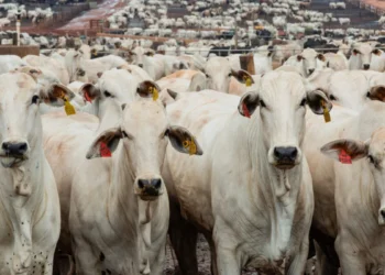 MBRF amplia unidade no Uruguai com investimento de US$ 70 milhões e aumenta produção de carne bovina