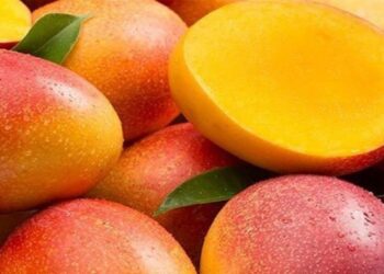 Exportação de manga para a Europa cresce 71% e impulsiona fruticultura brasileira