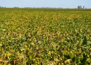 Exportações de soja e carnes do Brasil crescem em maio, aponta Secex