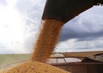 Mato Grosso lidera faturamento agropecuário no Brasil com 15% do VBP nacional