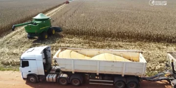 Milho perde rentabilidade em Mato Grosso e produtores já reduzem investimentos na soja