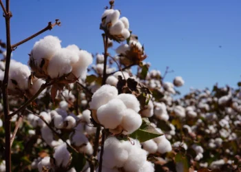 Pesquisa científica fortalece o Brasil como líder global na cotonicultura