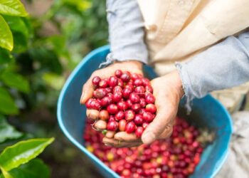 Exportações de café para a China disparam e Brasil se prepara para atender demanda histórica