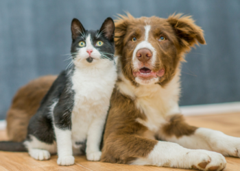 Argentina passa a aceitar Certificado Veterinário Internacional digital para entrada de cães e gatos
