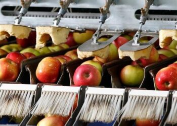 Exportação de maçã cresce em 2026 e impulsiona recuperação do setor brasileiro