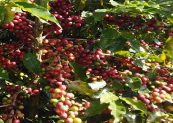 Regulamento da União Europeia sobre desmatamento pode dificultar exportação de café brasileiro, aponta estudo