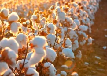Agricultura orgânica cresce no Nordeste e reforça novo polo de produção no Brasil
