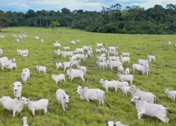Pecuária em Mato Grosso é sustentada por pequenos produtores, que representam 80% das propriedades rurais