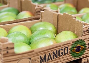 Exportação de frutas cresce 13% no Brasil e receita supera US$ 700 milhões no primeiro semestre de 2026