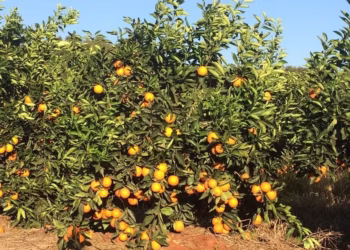 El Niño forte pode reduzir produtividade de soja, milho, café e laranja na safra 2026/27
