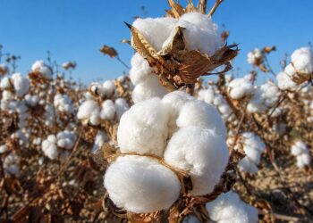 Algodão brasileiro lidera exportações mundiais e supera EUA após 20 anos de transformação no agronegócio