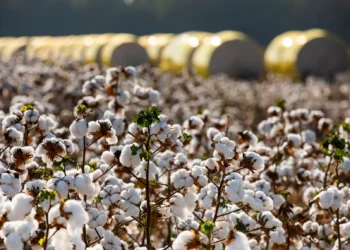 Exportação de algodão em pluma cresce 13,6% e Mato Grosso embarca quase 2 milhões de toneladas