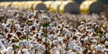 Exportação de algodão em pluma cresce 13,6% e Mato Grosso embarca quase 2 milhões de toneladas
