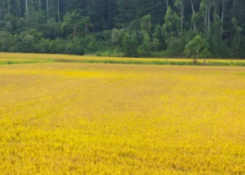 Safra de arroz no Sul de Santa Catarina supera 884 mil toneladas e registra alta na produtividade