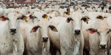 Exportação de carne bovina recua após China preencher cota de importação
