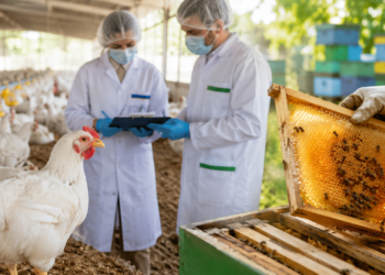 Missão da União Europeia avalia controles sanitários da avicultura e do mel no Brasil