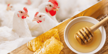 Exportações de aves e mel: Brasil avança para retomar vendas à União Europeia