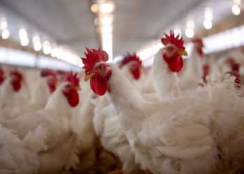 Abate de frangos cresce no Brasil e exportações de carne batem recorde em 2026