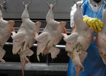 UE pode suspender barreiras às exportações de aves e mel do Brasil