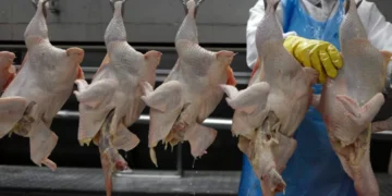 UE pode suspender barreiras às exportações de aves e mel do Brasil