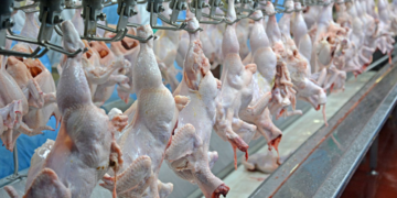China exporta frango mais barato e aumenta concorrência com o Brasil no mercado global