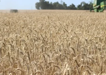 Safra de inverno do RS: Emater reduz projeções para trigo, canola e aveia e eleva estimativa da cevada