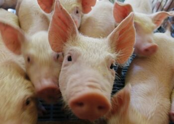 Exportações brasileiras de carne suína batem recorde em 2026, apesar de queda em setembro