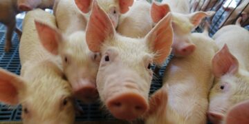 Exportações brasileiras de carne suína batem recorde em 2026, apesar de queda em setembro